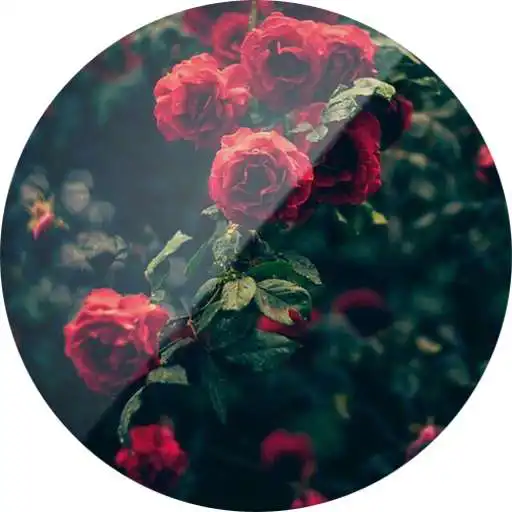 Run free android online Tema-SXP Flores Rojas APK