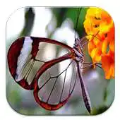 Free play online Tema Transparan Android APK