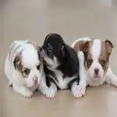 Free play online tender pictures of animals APK