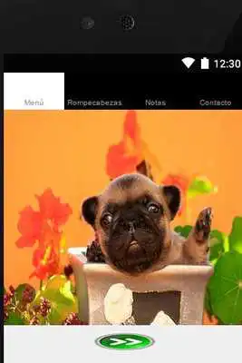 Play tender pictures of animals