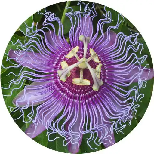 Play Tennessee Wildflowers APK