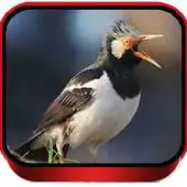 Free play online TERAPI JALAK SUREN APK