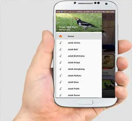 Play TERAPI JALAK SUREN Play TERAPI JALAK SUREN