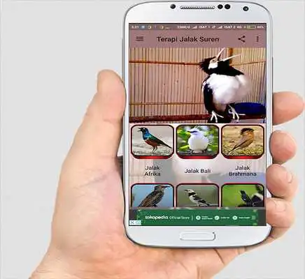 Play TERAPI JALAK SUREN Play TERAPI JALAK SUREN