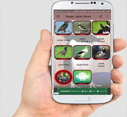 Play TERAPI JALAK SUREN Play TERAPI JALAK SUREN