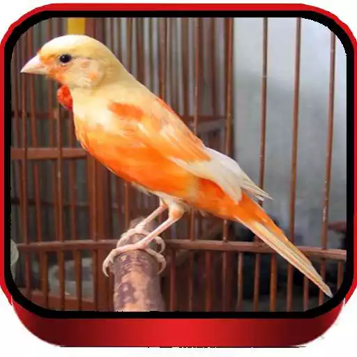 Play TERAPI KENARI LOPER MASTER APK Play TERAPI KENARI LOPER MASTER APK