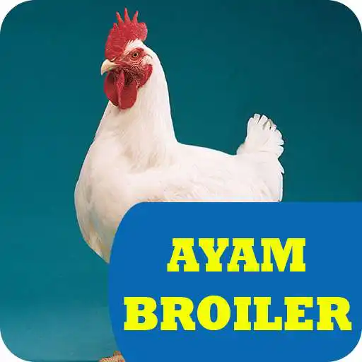 Play Ternak Ayam Broiler Rumahan APK
