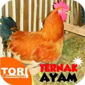 Free play online Ternak Ayam Jawa Super APK Free play online Ternak Ayam Jawa Super APK