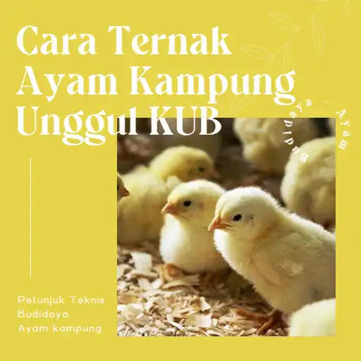 Play Ternak Ayam Kampung Unggul KUB APK Play Ternak Ayam Kampung Unggul KUB APK