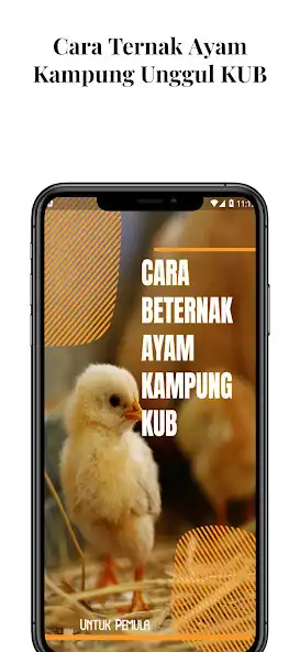 Play Ternak Ayam Kampung Unggul KUB  and enjoy Ternak Ayam Kampung Unggul KUB with UptoPlay