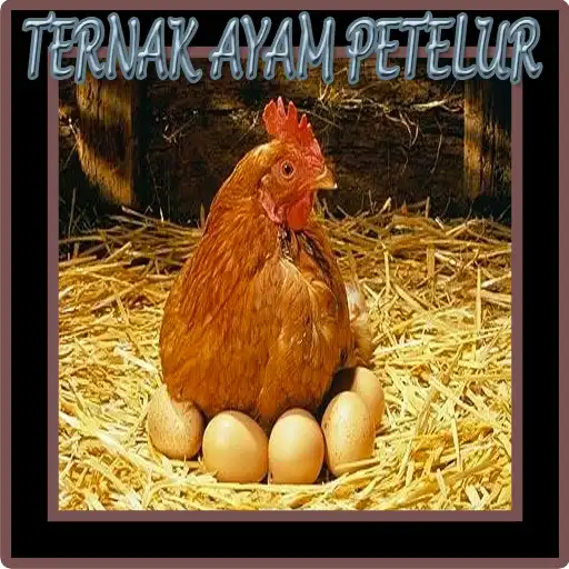 Play Ternak Ayam Petelur APK Play Ternak Ayam Petelur APK