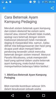 Play Ternak Ayam