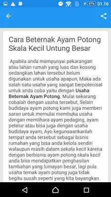 Play Ternak Ayam