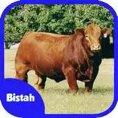 Free play online Ternak Sapi Potong APK