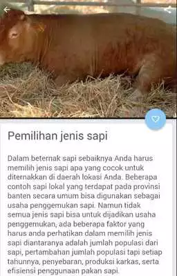 Play Ternak Sapi Potong