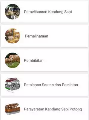 Play Ternak Sapi Potong