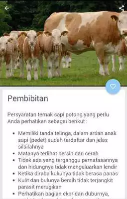 Play Ternak Sapi Potong