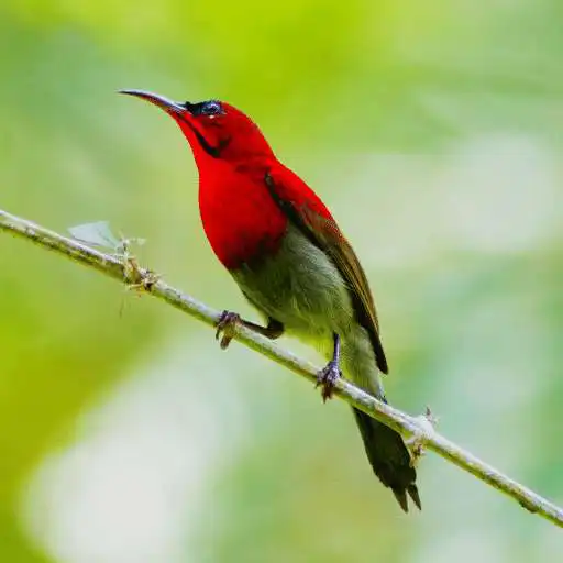 Play Thai Bird Sounds APK Play Thai Bird Sounds APK