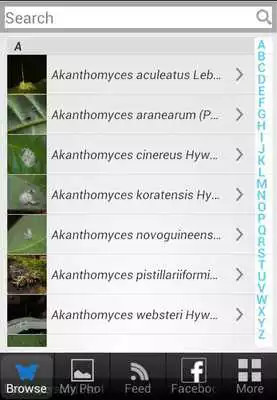 Play Thai Fungi Lite