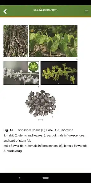 Play Thai Herbal Pharmacopoeia as an online game Thai Herbal Pharmacopoeia with UptoPlay