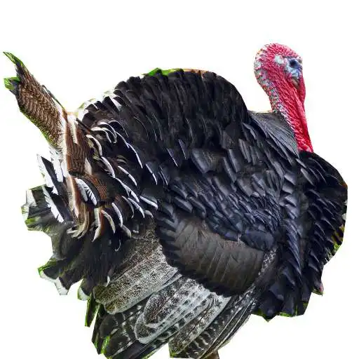 Play Thanksgiving Sounds APK