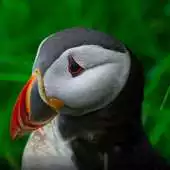 Free play online The atlantic puffin wallpapers APK Free play online The atlantic puffin wallpapers APK