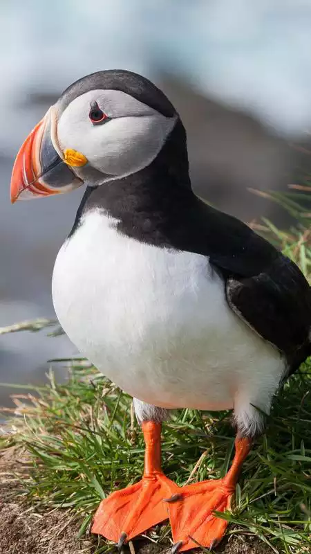 Play The atlantic puffin wallpapers