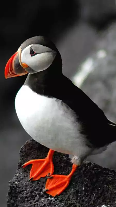 Play The atlantic puffin wallpapers