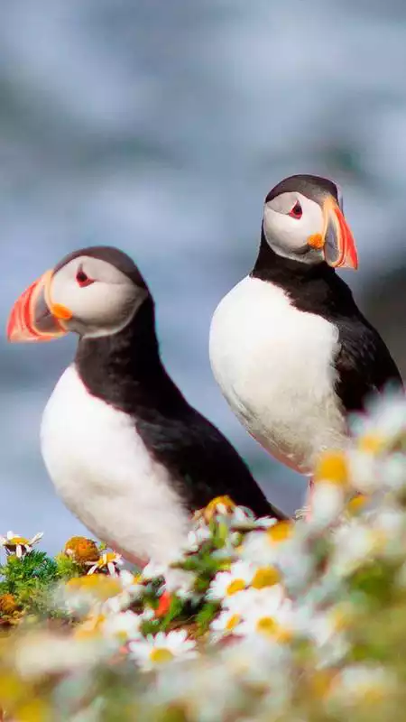 Play The atlantic puffin wallpapers