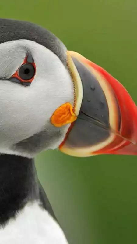 Play The atlantic puffin wallpapers