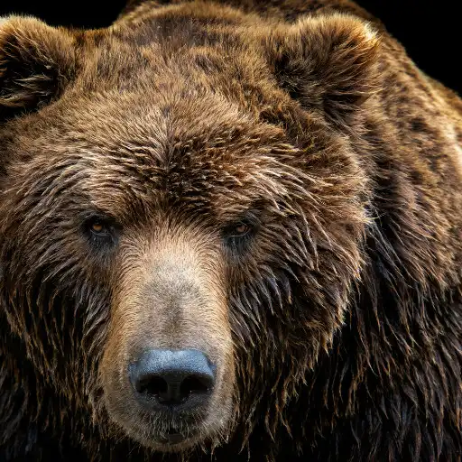 Play The bear and that Thick Fur APK Play The bear and that Thick Fur APK