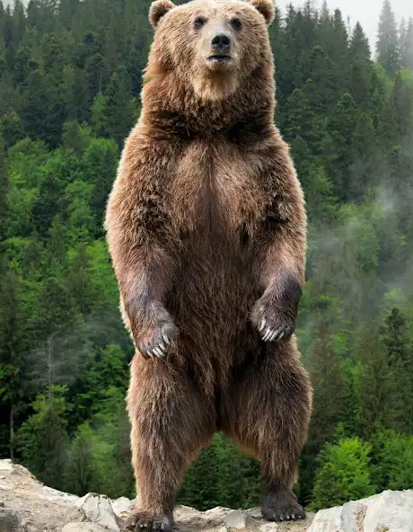 Play The bear and that Thick Fur  and enjoy The bear and that Thick Fur with UptoPlay