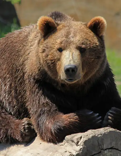 Play The bear and that Thick Fur as an online game The bear and that Thick Fur with UptoPlay