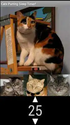 Play The Best Cat Purring Sound App