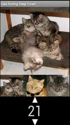 Play The Best Cat Purring Sound App