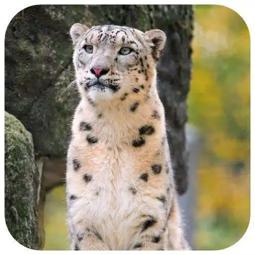 Play The Best Leonard Wallpaper APK