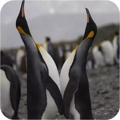 Play The Best wallpaper penguin APK Play The Best wallpaper penguin APK