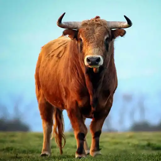 Play The Bull APK Play The Bull APK