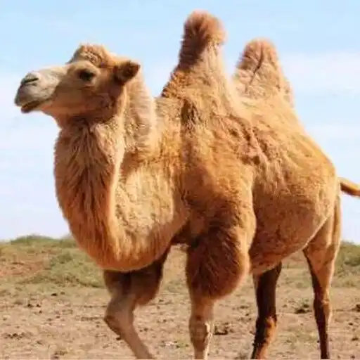 Play The Camel APK Play The Camel APK