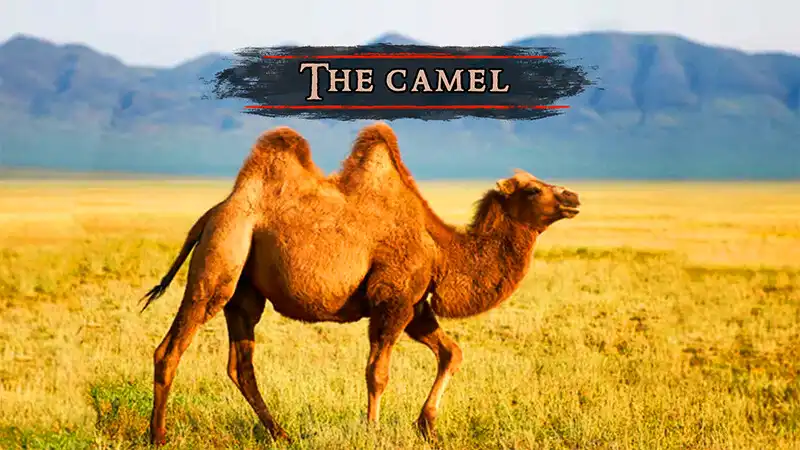 Play The Camel as an online game The Camel with UptoPlay