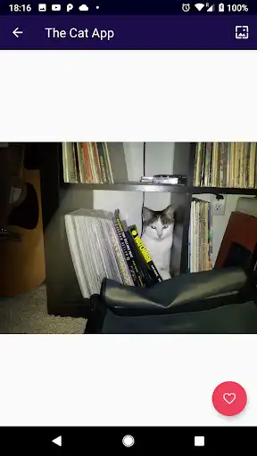 Play The Cat App as an online game The Cat App with UptoPlay