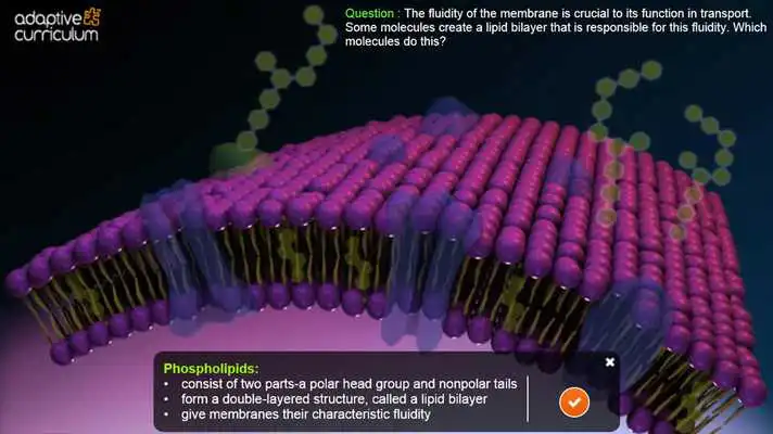 Play The Cell Membrane