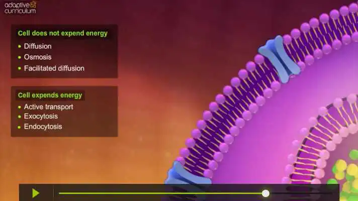 Play The Cell Membrane