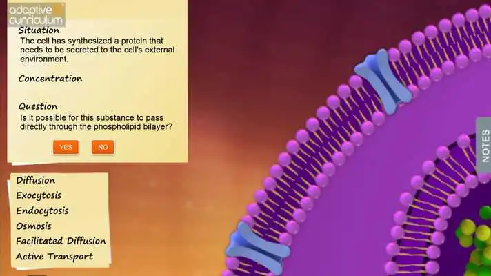 Play The Cell Membrane