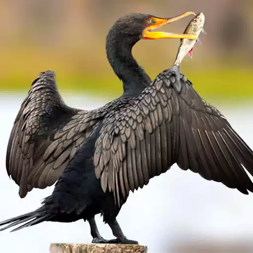 Play The Cormorant APK Play The Cormorant APK