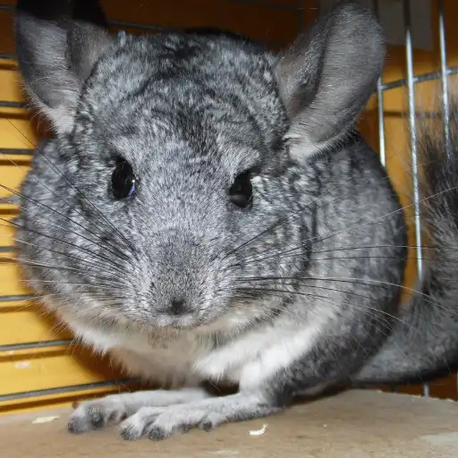 Play The Cute Chinchilla APK