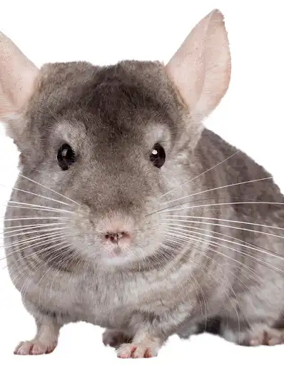 Play The Cute Chinchilla  and enjoy The Cute Chinchilla with UptoPlay