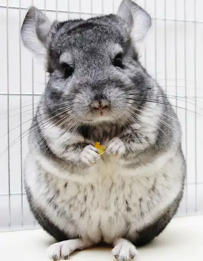 Play The Cute Chinchilla as an online game The Cute Chinchilla with UptoPlay