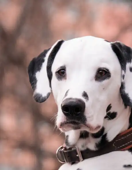 Play The Dalmatian And It Lives  and enjoy The Dalmatian And It Lives with UptoPlay