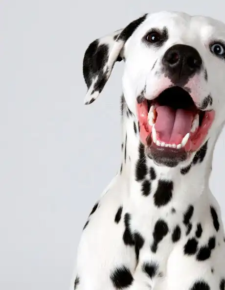 Play The Dalmatian And It Lives as an online game The Dalmatian And It Lives with UptoPlay